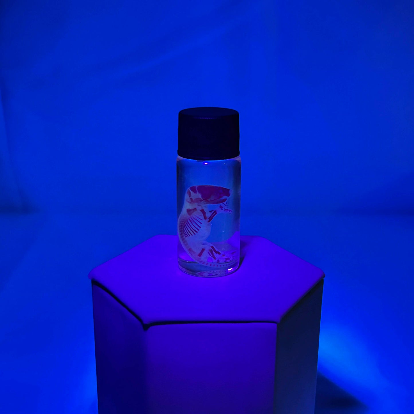 Diaphonized Pinky Mouse