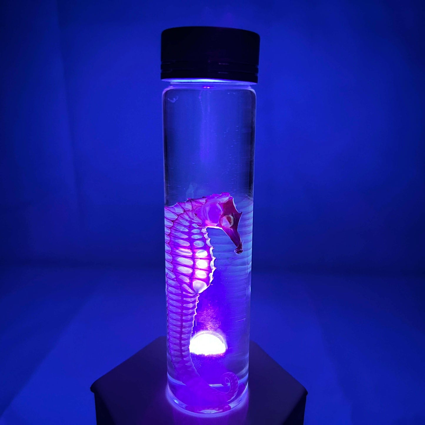 Diaphonized Sea Horse