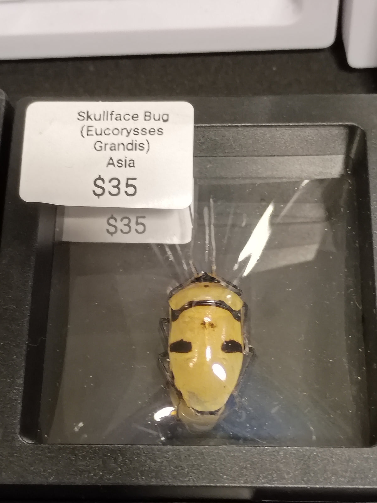 Skullfaced Beetle