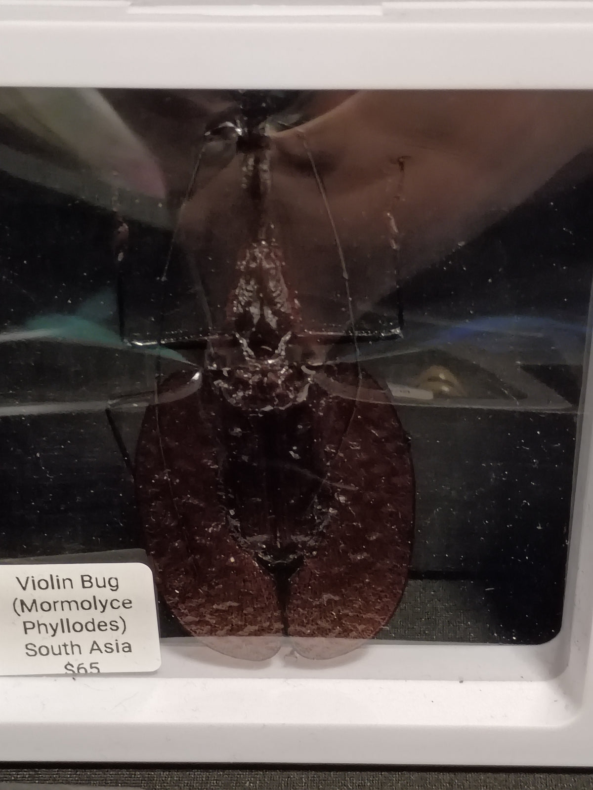 Violin Beetle