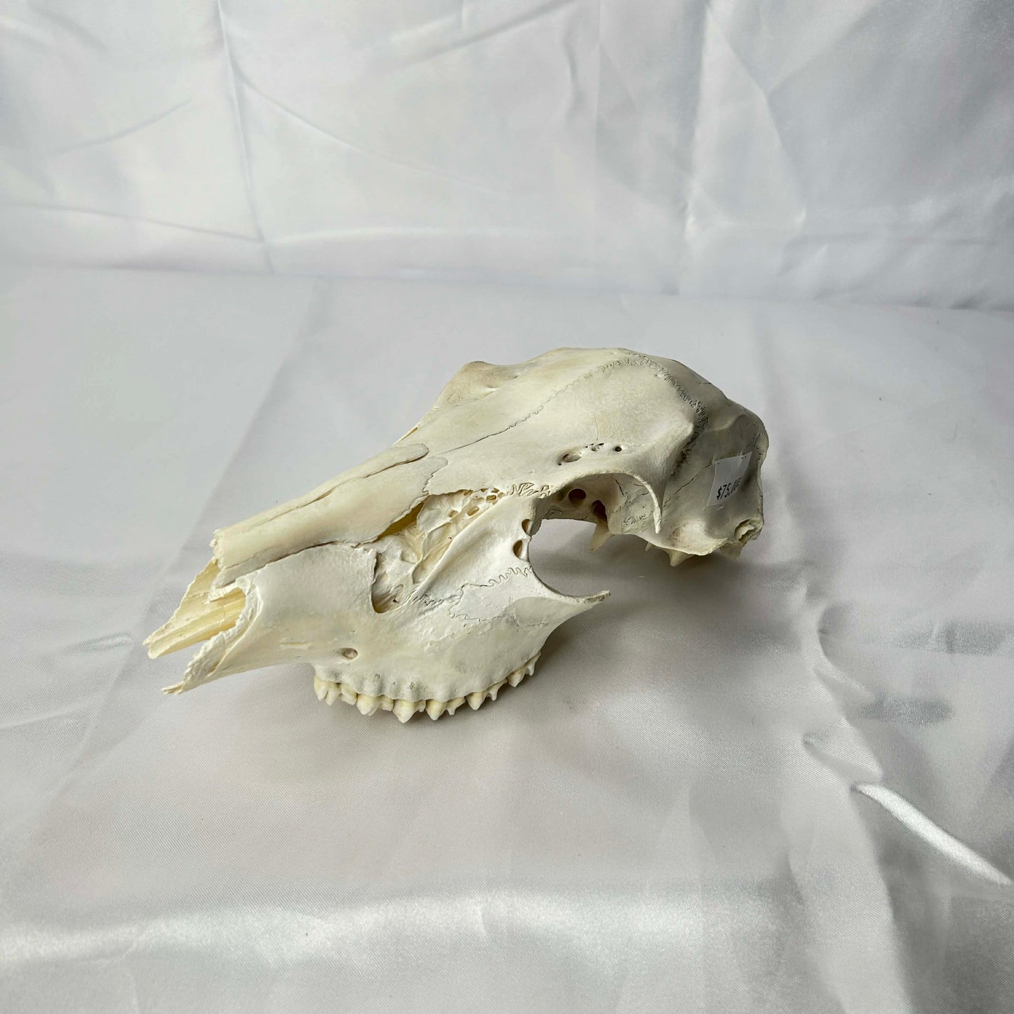 Deer Skull