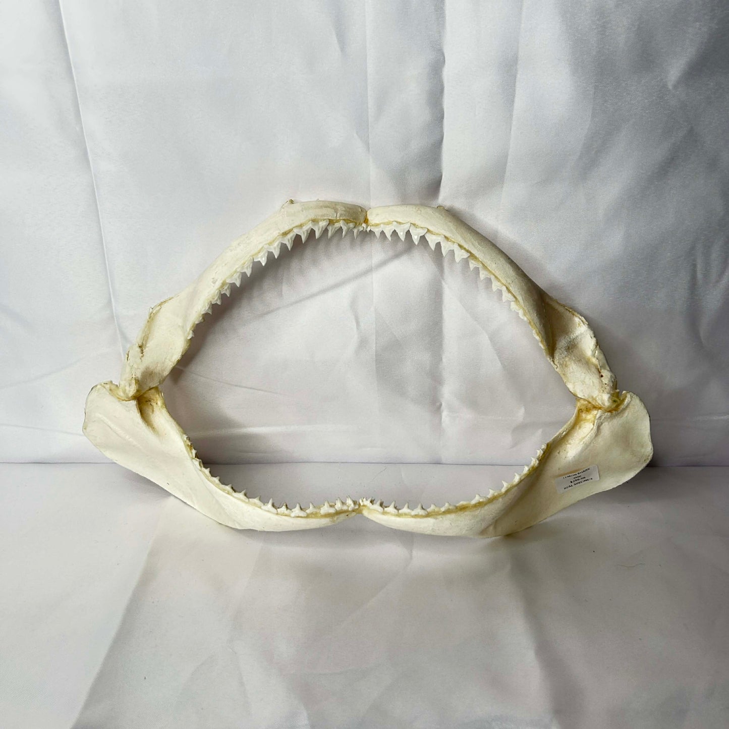 Lemon Shark Jaw