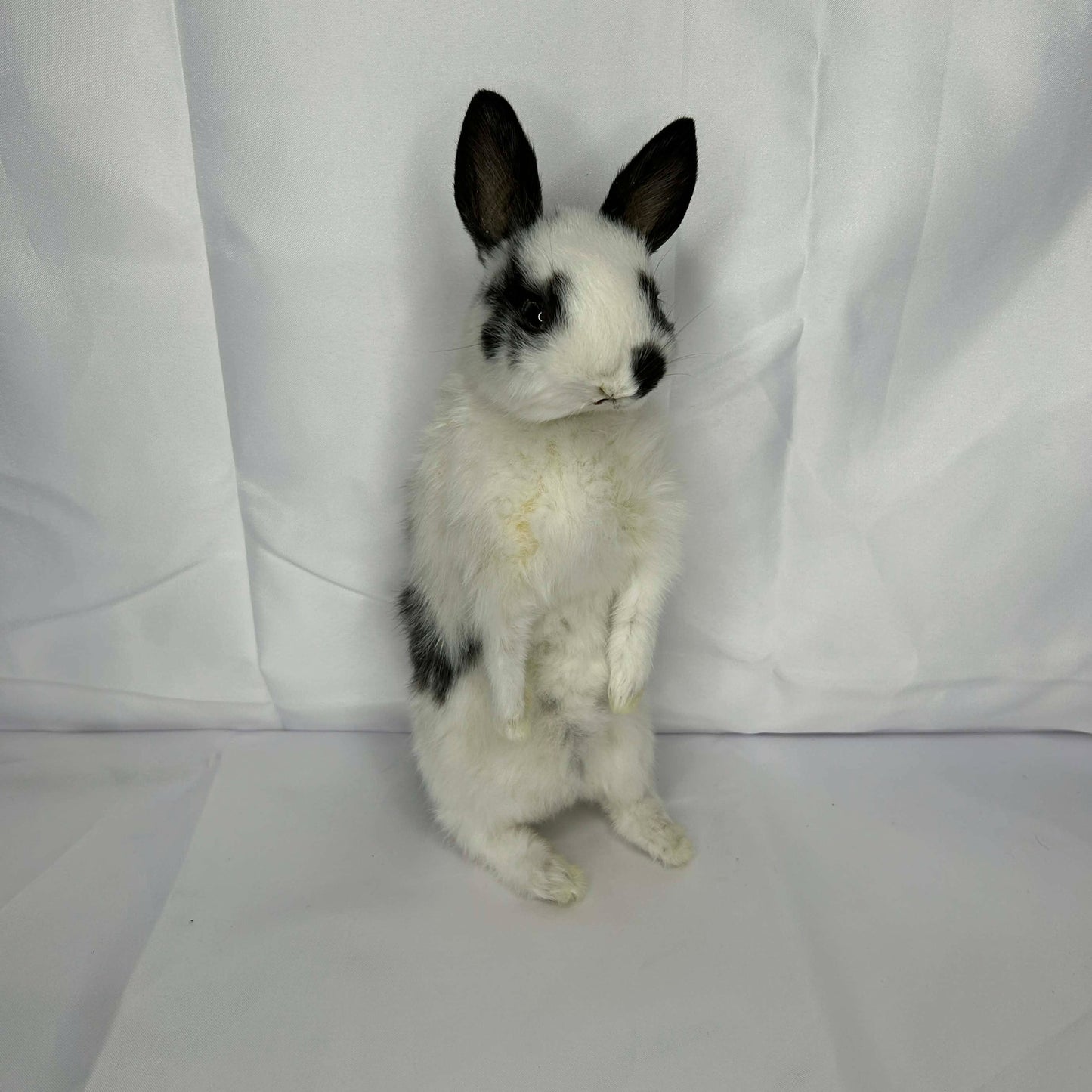 Standing Bunny Rabbit