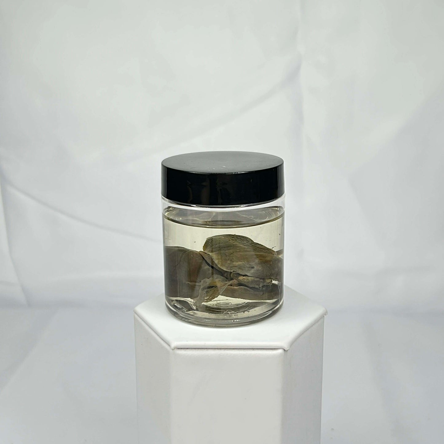 Mink Lung Wet Specimen