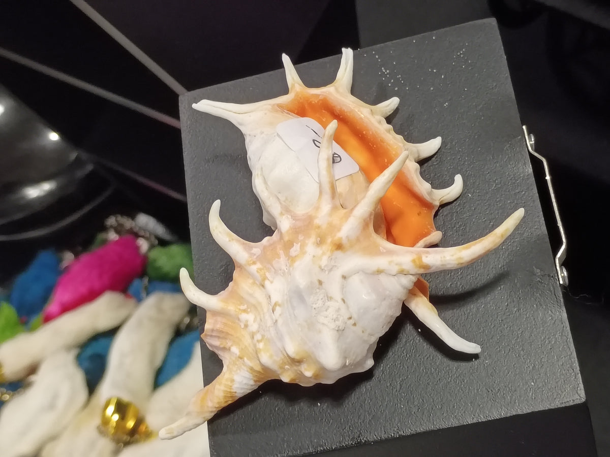 Spiney Conch Shell