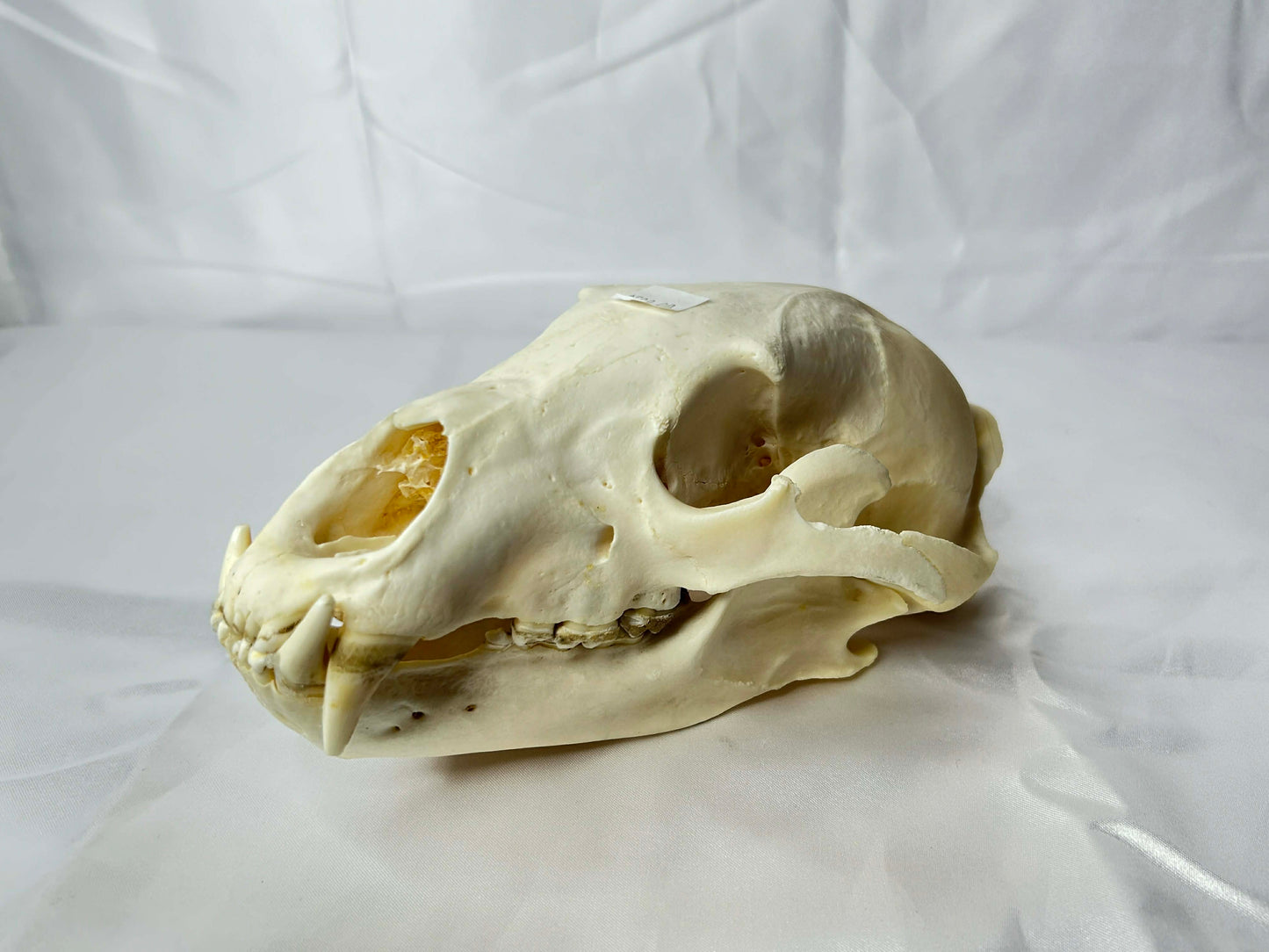 Bear Skull