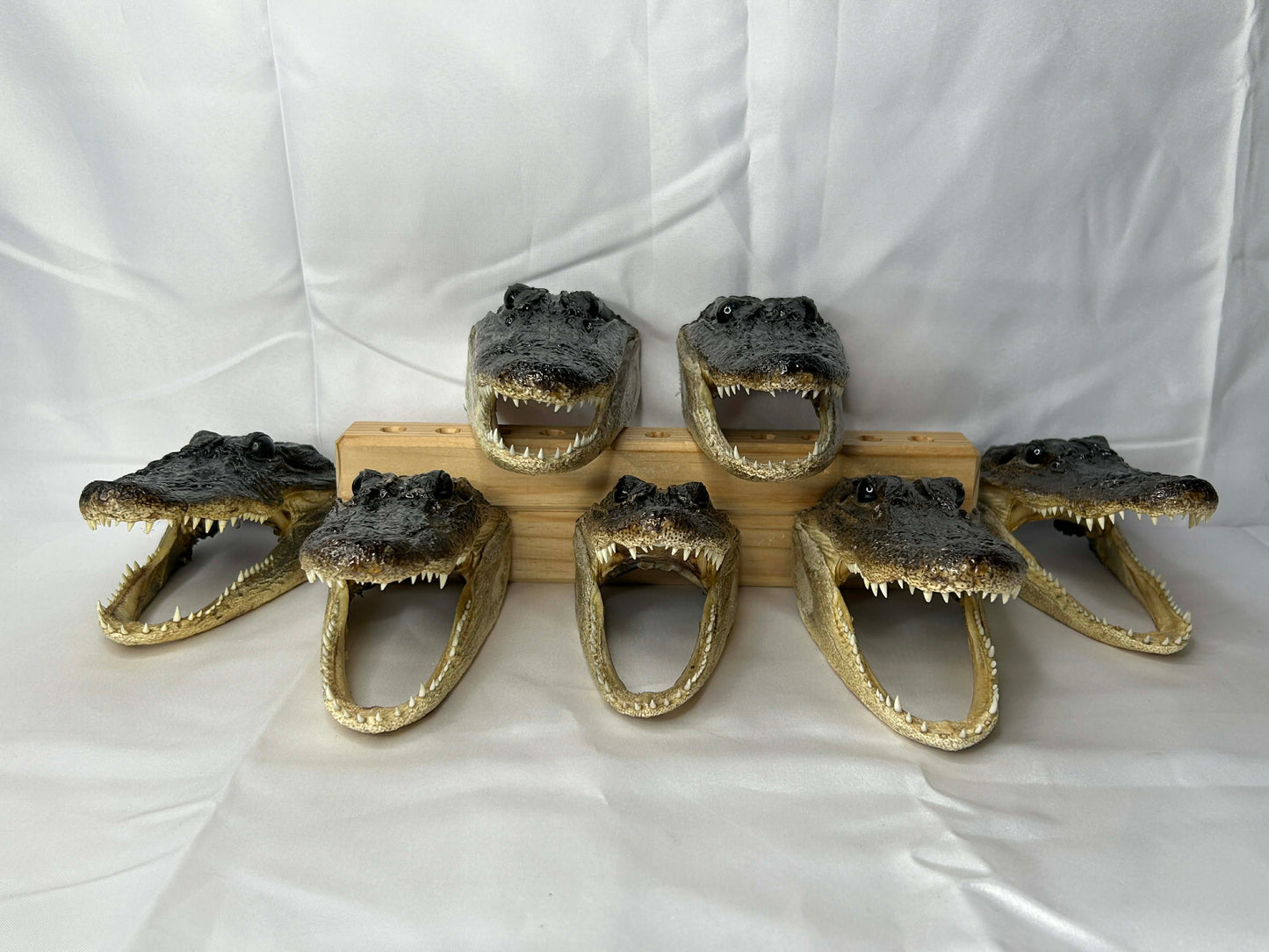 Alligator Heads