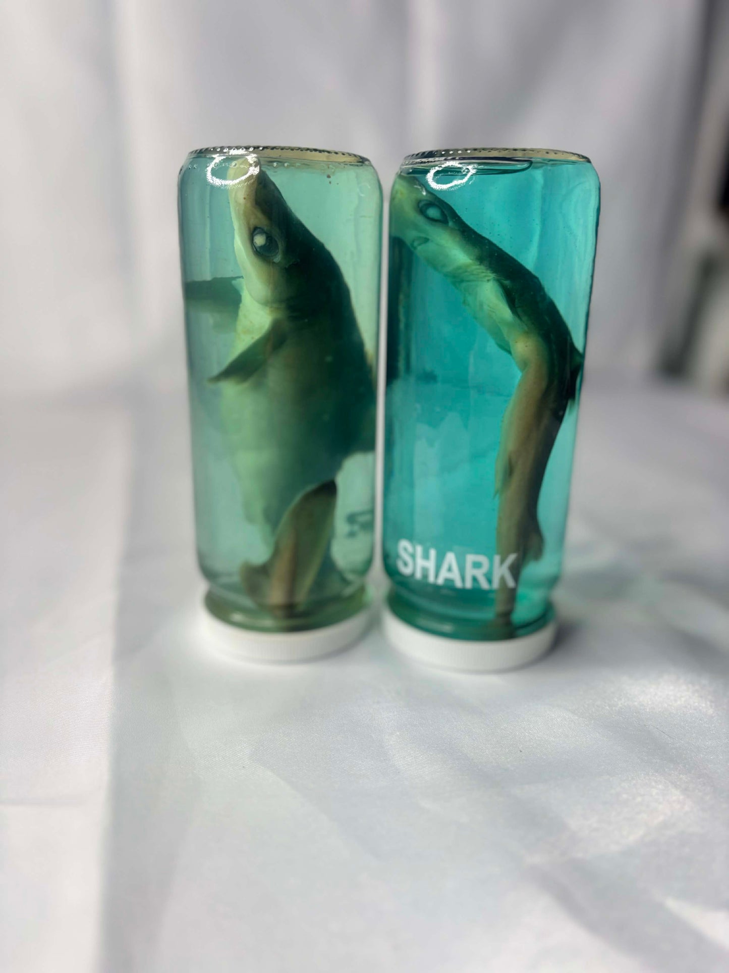 Wet Specimen Sharks