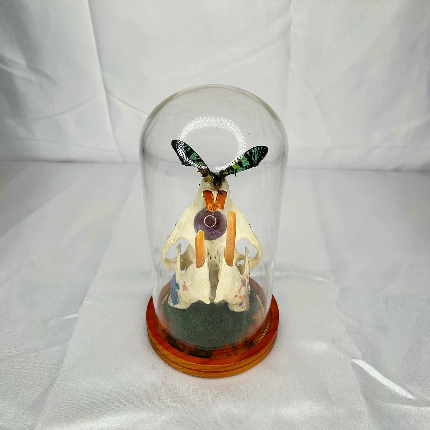 Beaver Skull with Sunset Moth in Oddity Dome