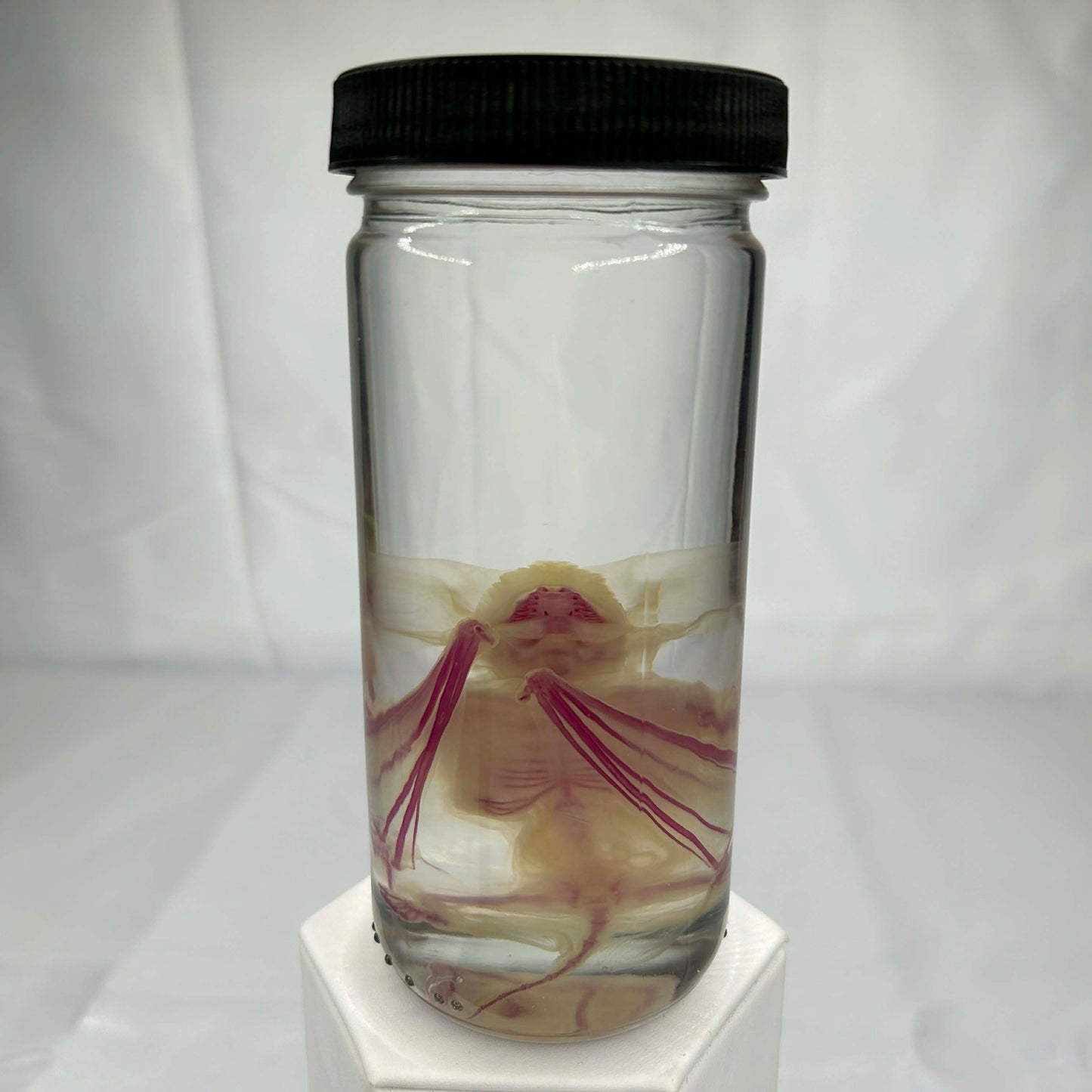 Diaphonized Bat Wet Specimen