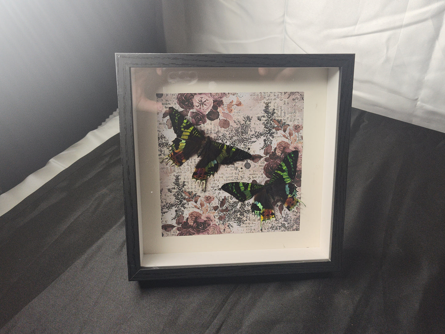 Double Sunset Moth Shadow Box