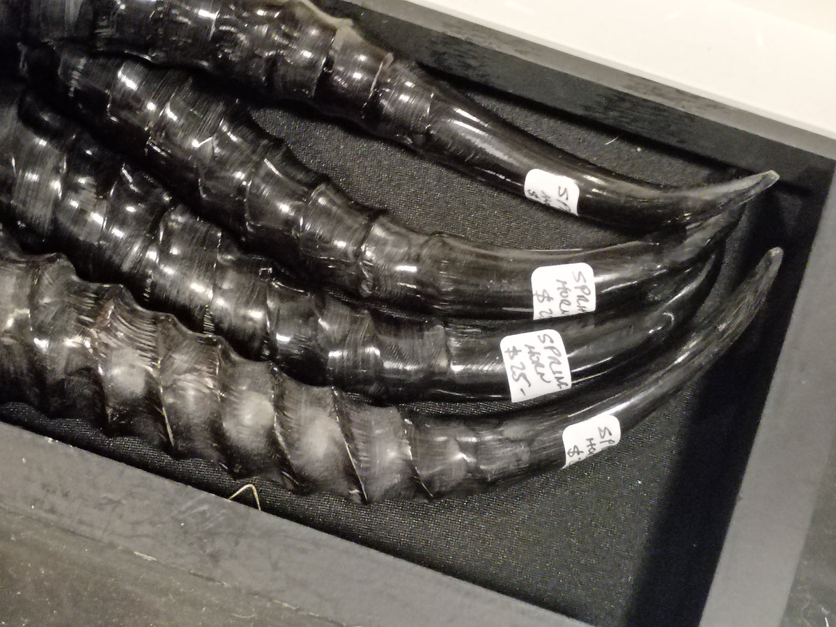 Spring Horns