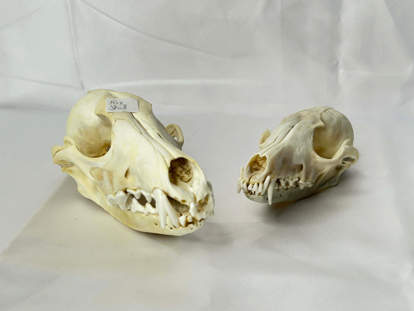 Fox Skull