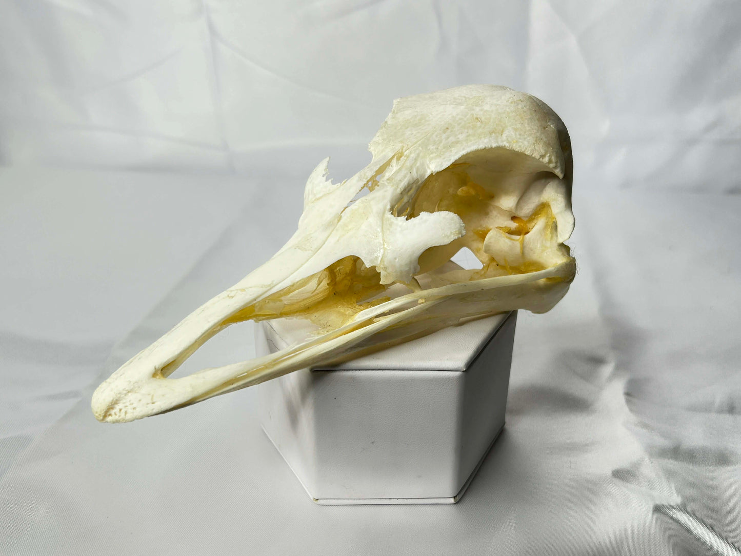 Ostrich Skull