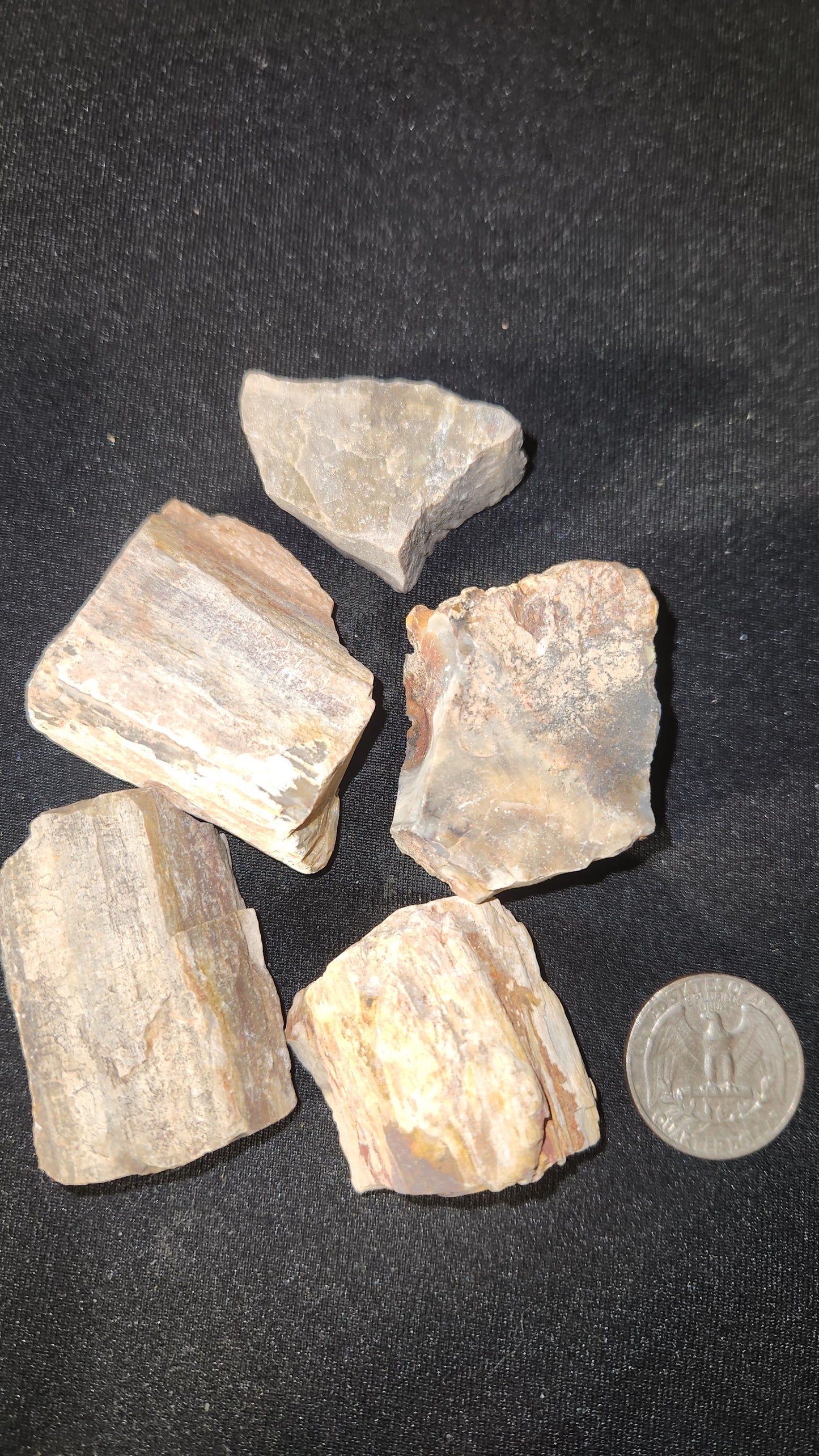 Petrifried wood (raw)