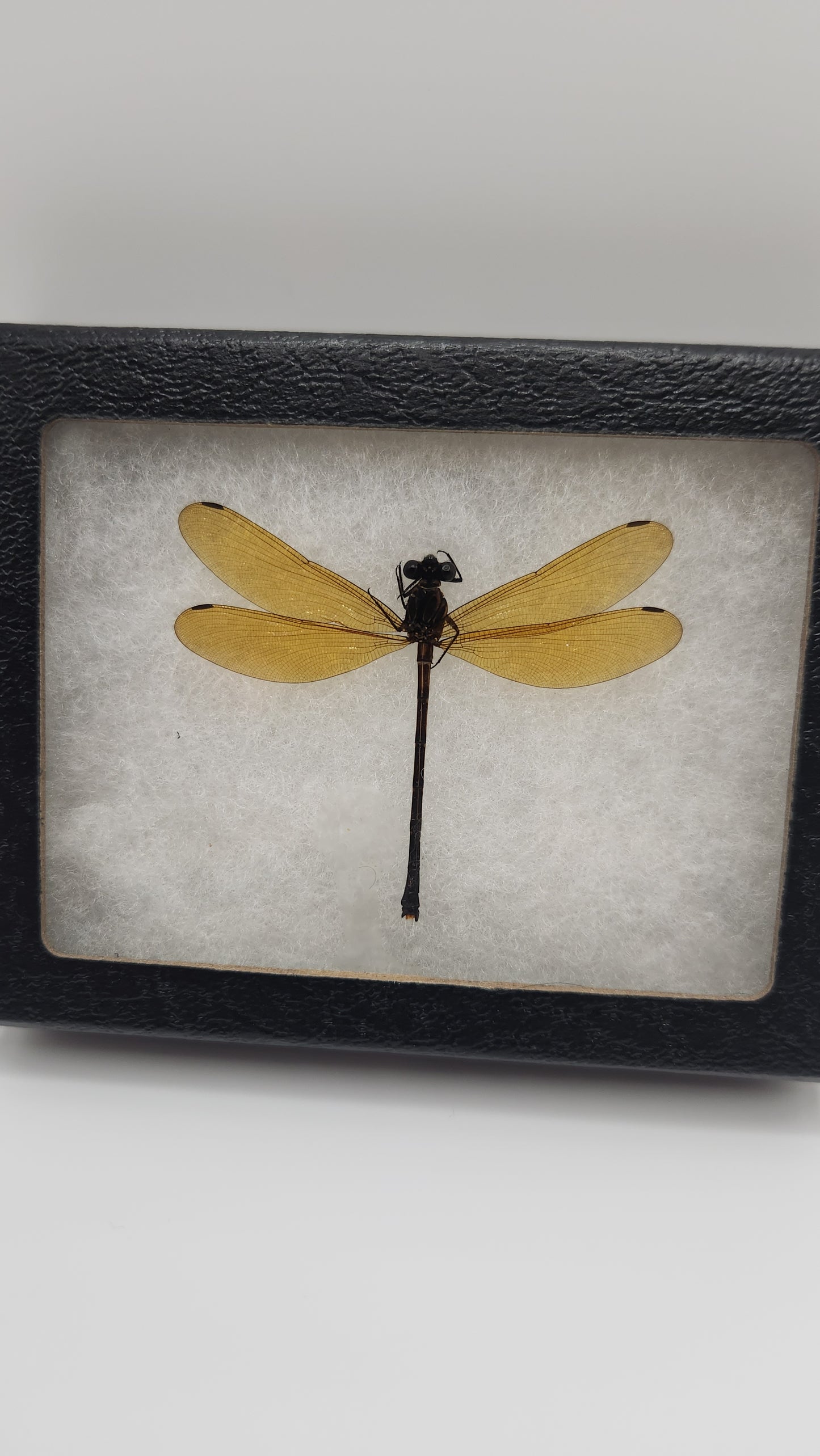 Yellow wing dragonfly
