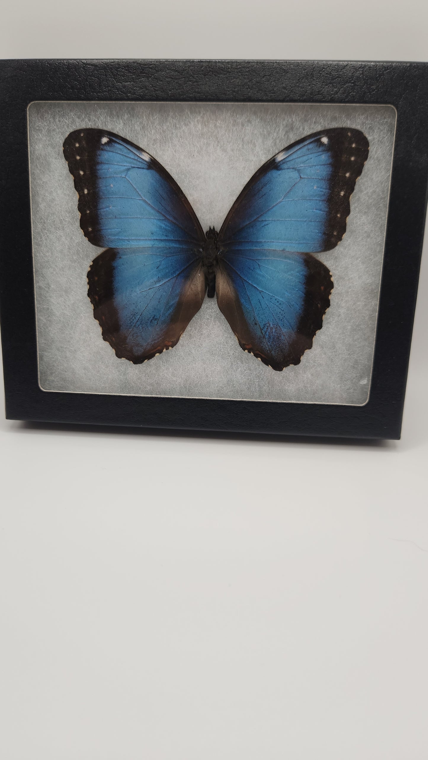 Blue morpho butterfly (medium)