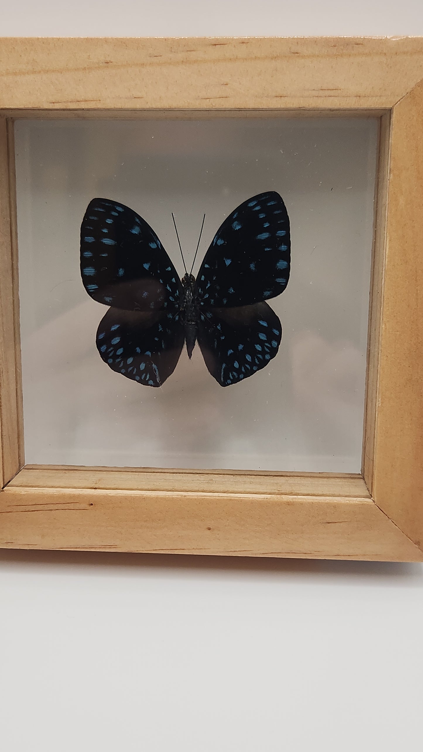 Hamadryas Laodamia (butterfly)
