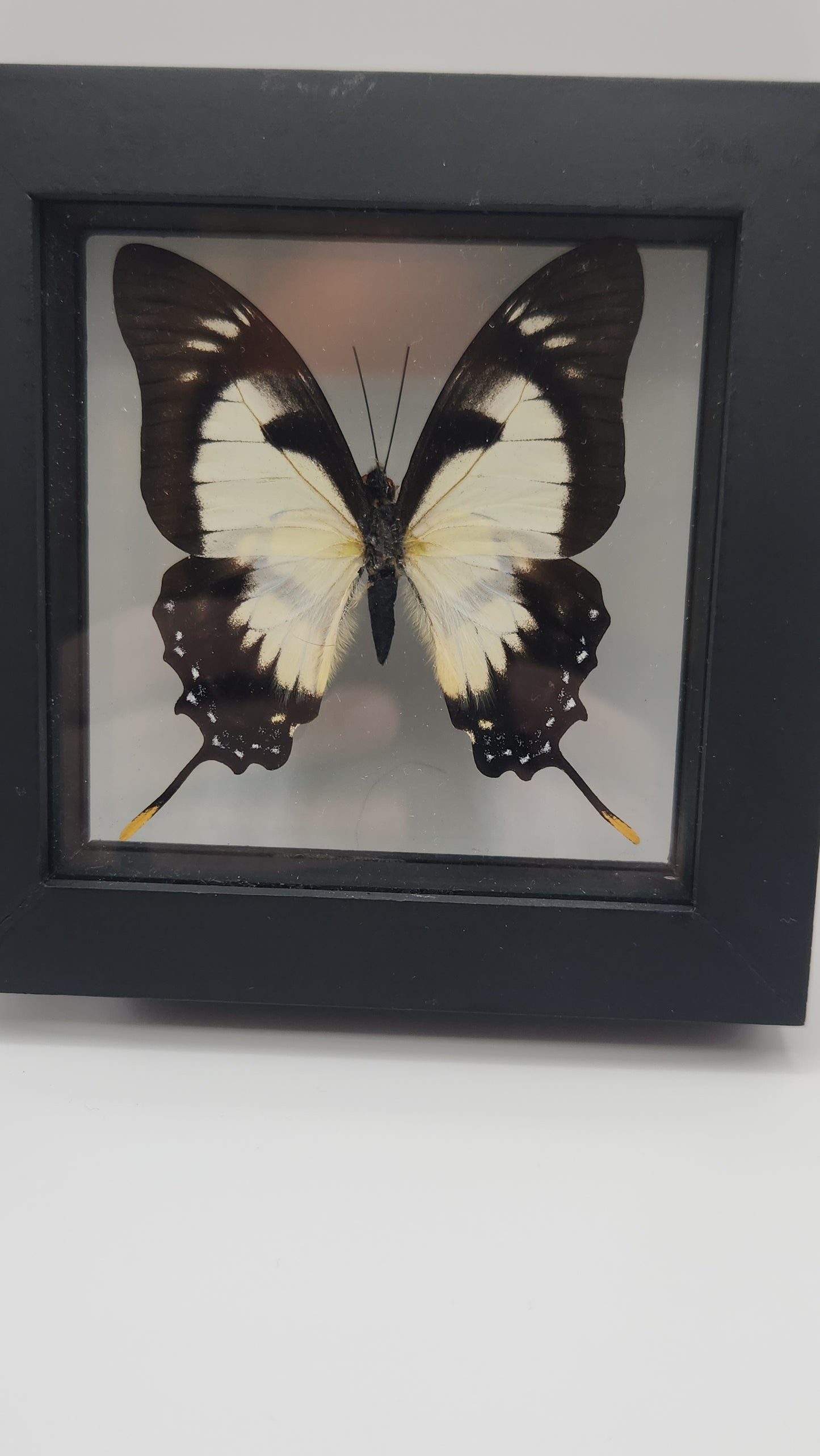 Eurythides Dulicaon (butterfly)