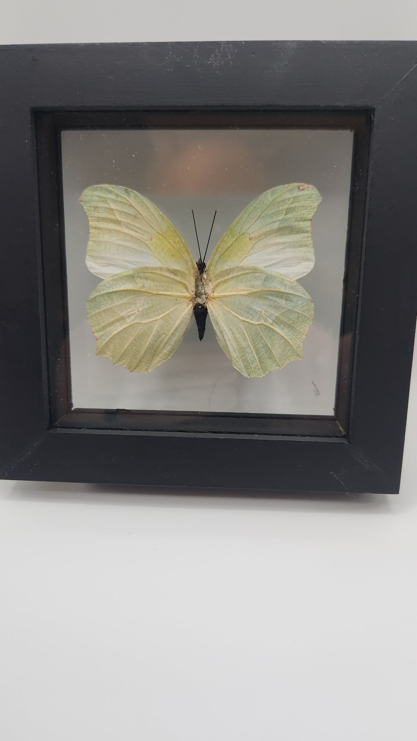 Anteos Clorinde (butterfly)
