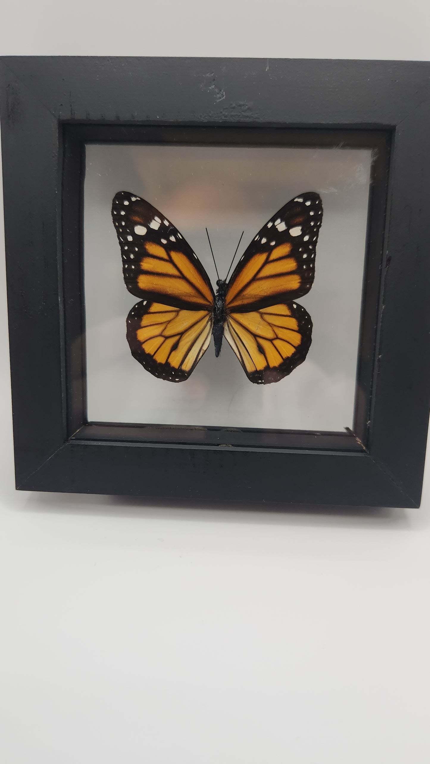Danaus Plexippus (butterfly)