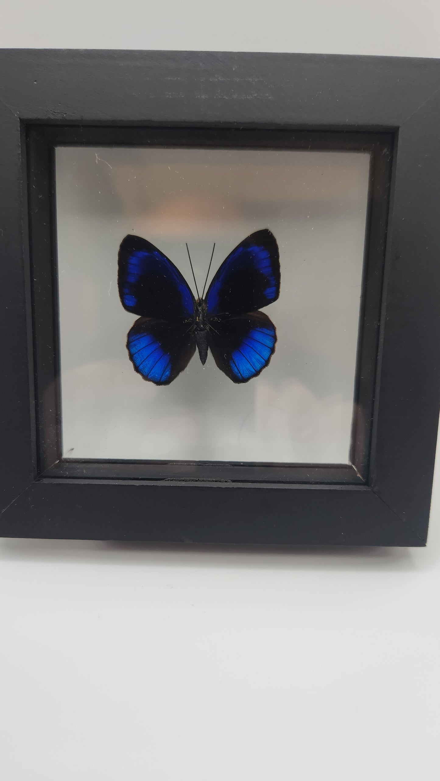 Eunica Alcmena (butterfly)