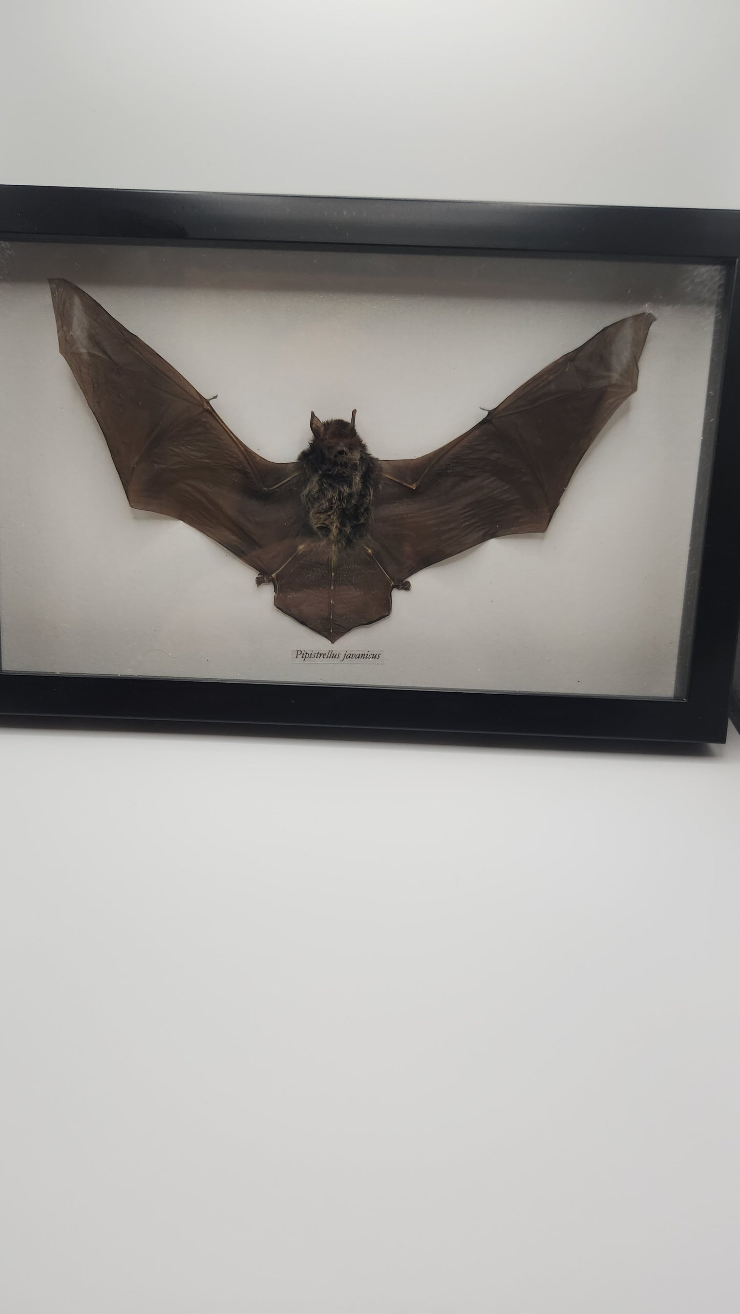 Pipistrellus Javanicus (Bat)