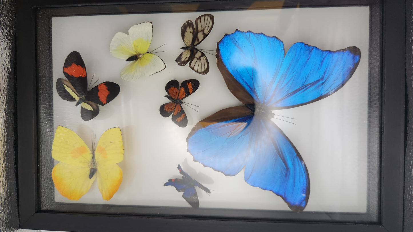 Multi butterfly collection (7 butterflies)