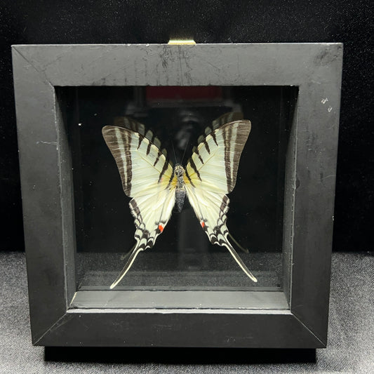 Short-lined Kite Swallowtail Butterfly
