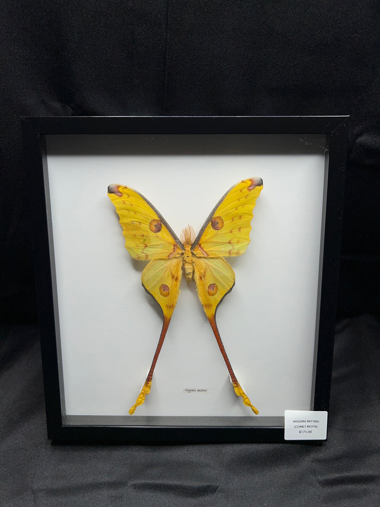 Comet Moth (Argema Mittrei)