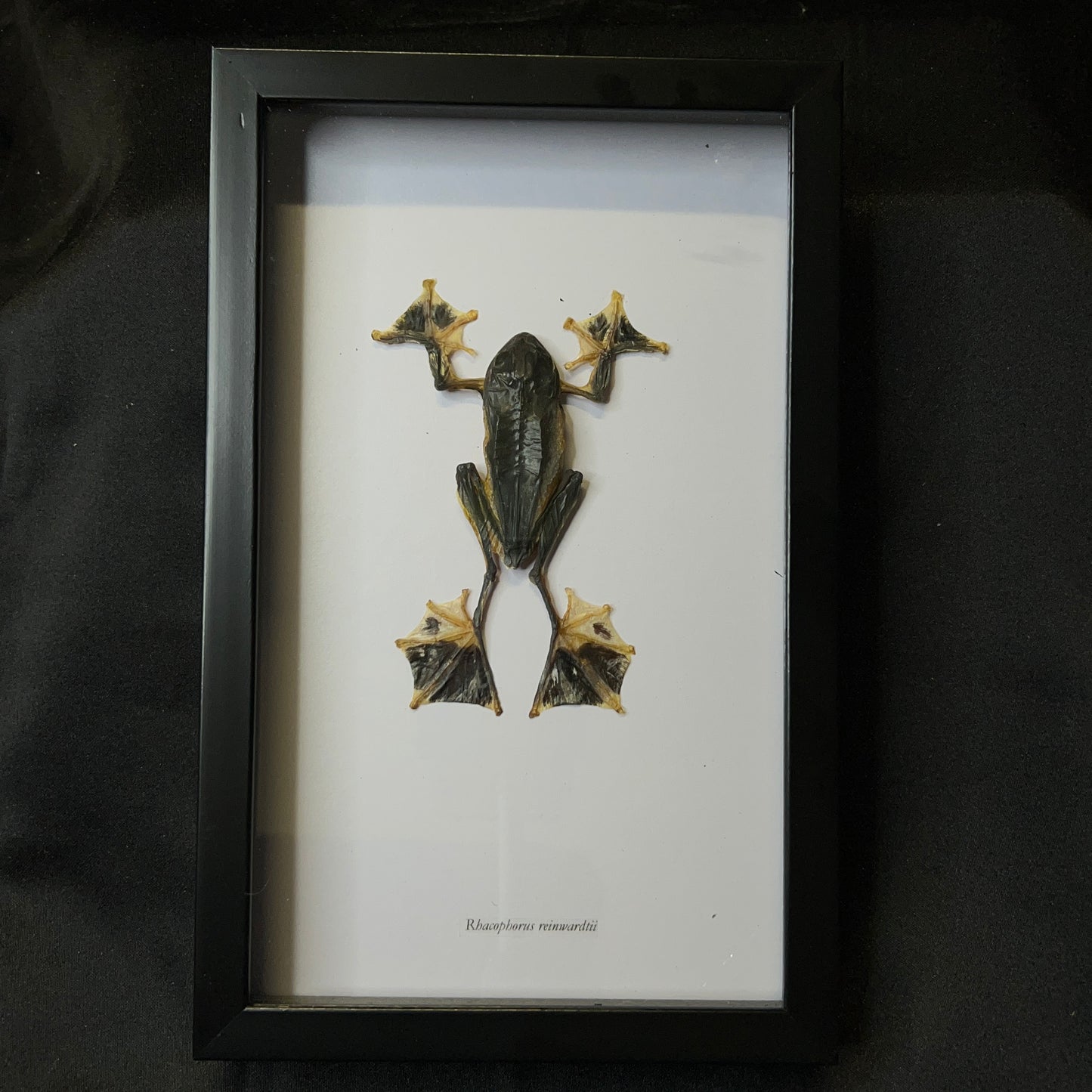Black-Webbed Flying Frog (Rhacophorus reinwardtii)