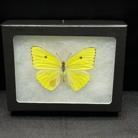 Cloudless Sulphur Butterfly