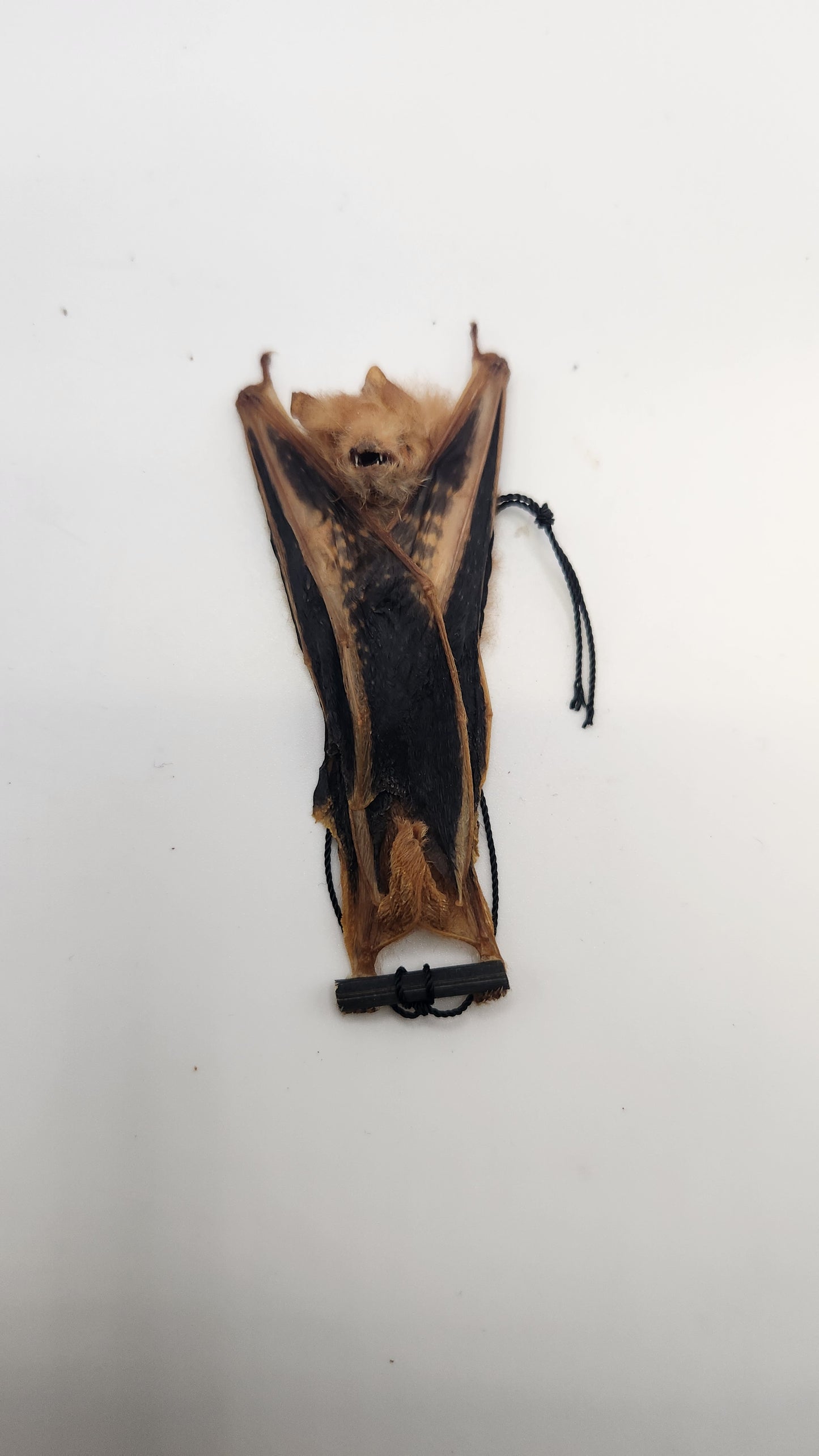 HANGING FIRE BAT (KERIVOLVA PICA)