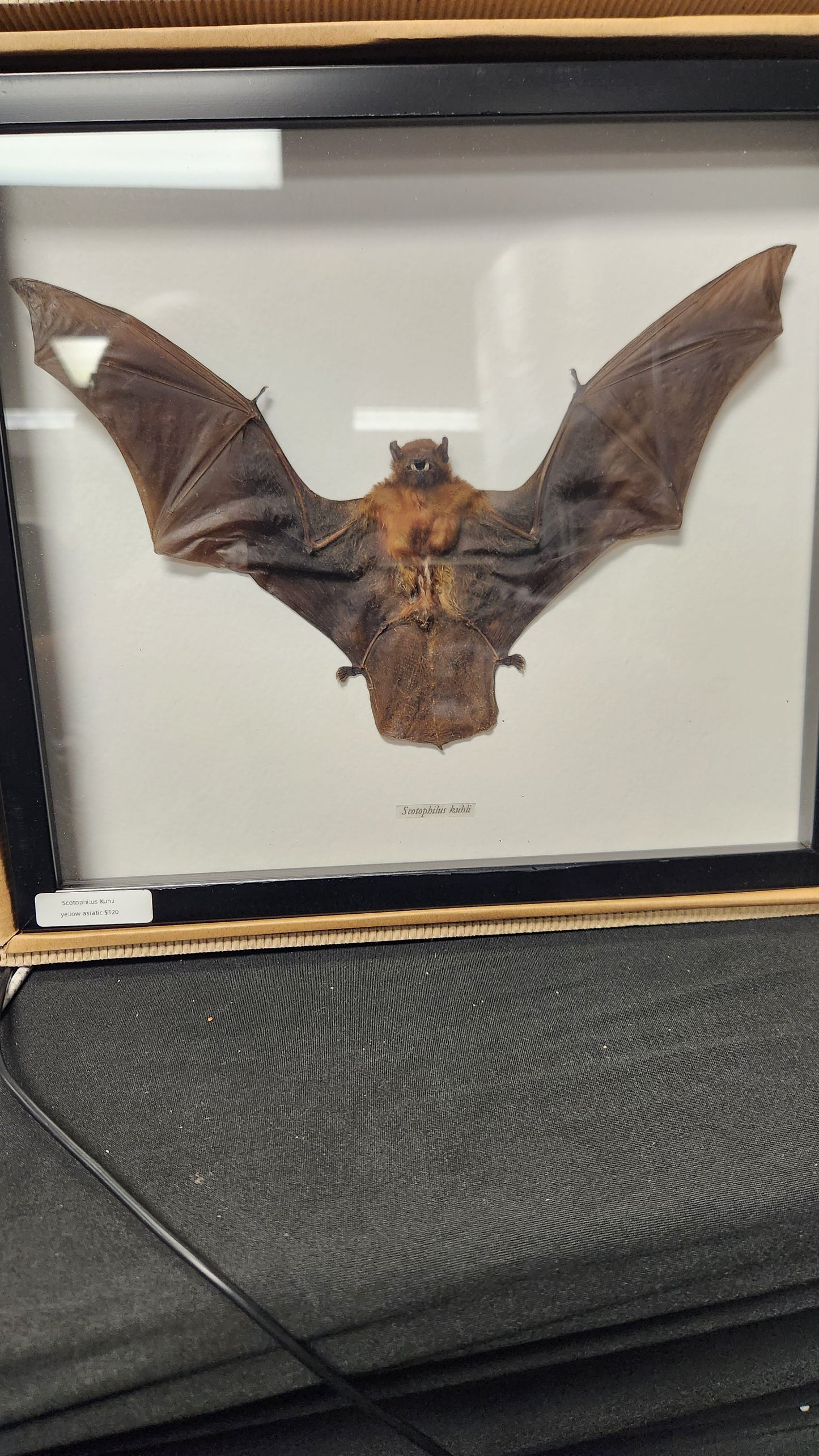 Yellow Asiatic (Scotophilus Kuhli) Bat in frame