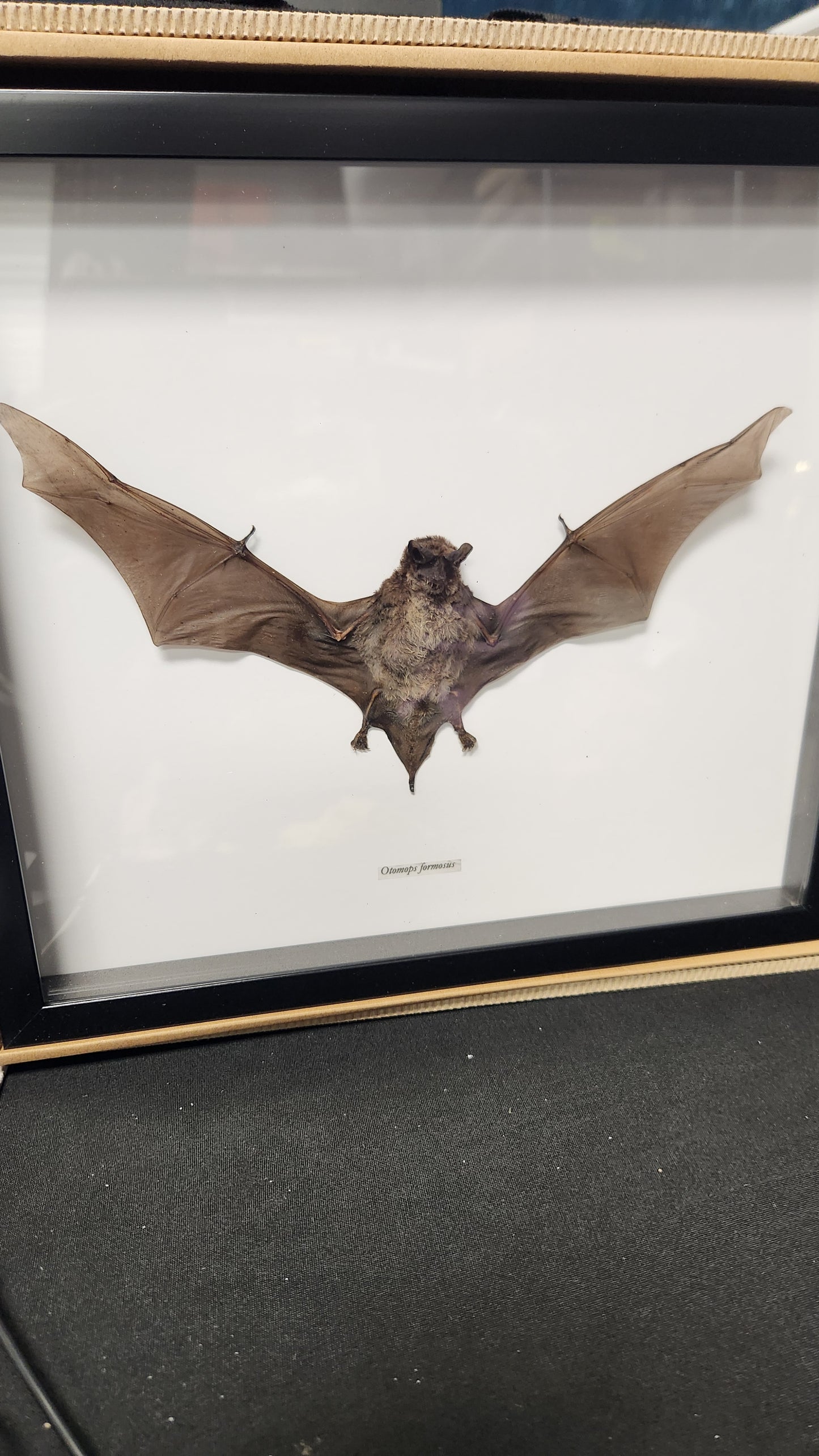 Javan Mastiff (Otomops Formosus) Bat in frame