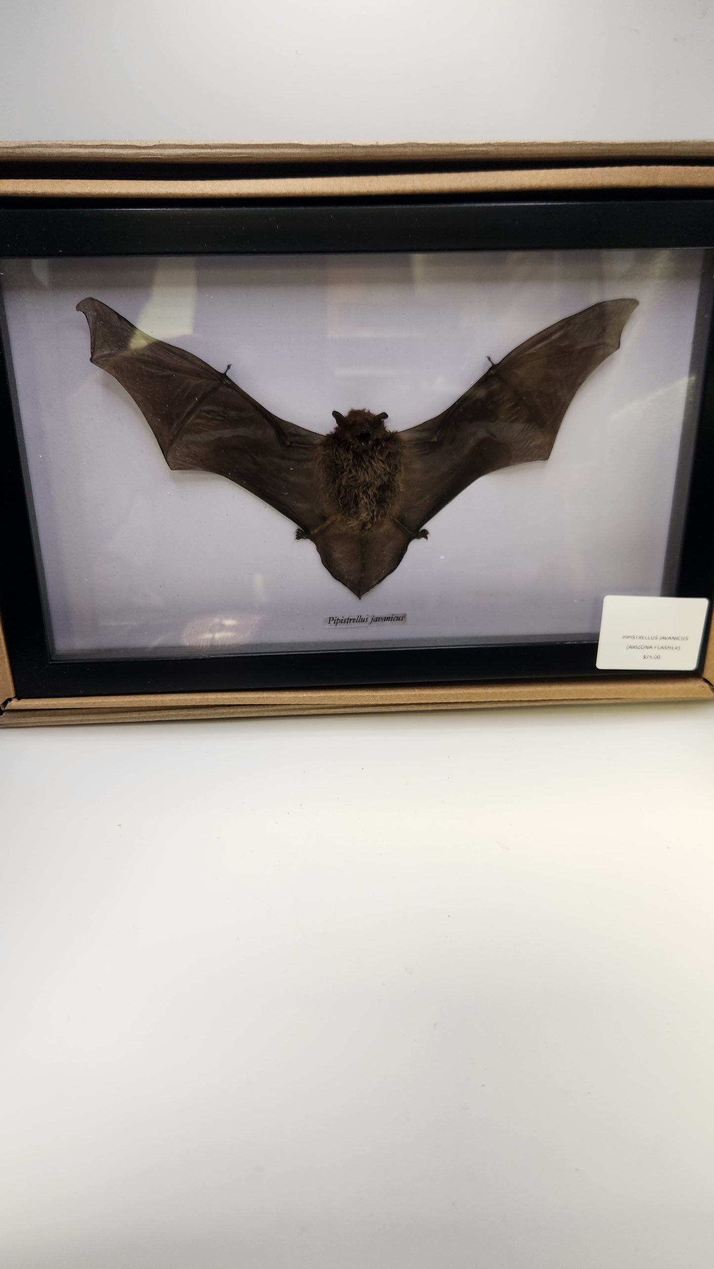 Java pipistrelle aka "Arizona Flasher" (Pipistrellus Javanicus) Bat in frame