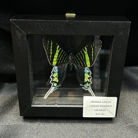 Green-banded Urania Butterfly