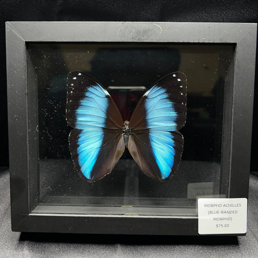 Morpho Achilles