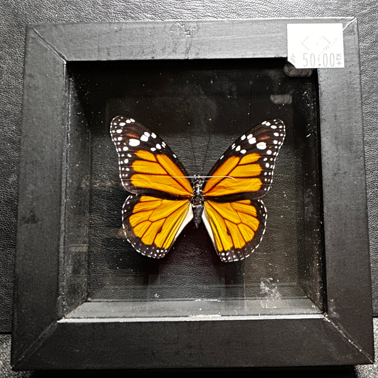 Monarch Butterfly (Danaus Plexippus)