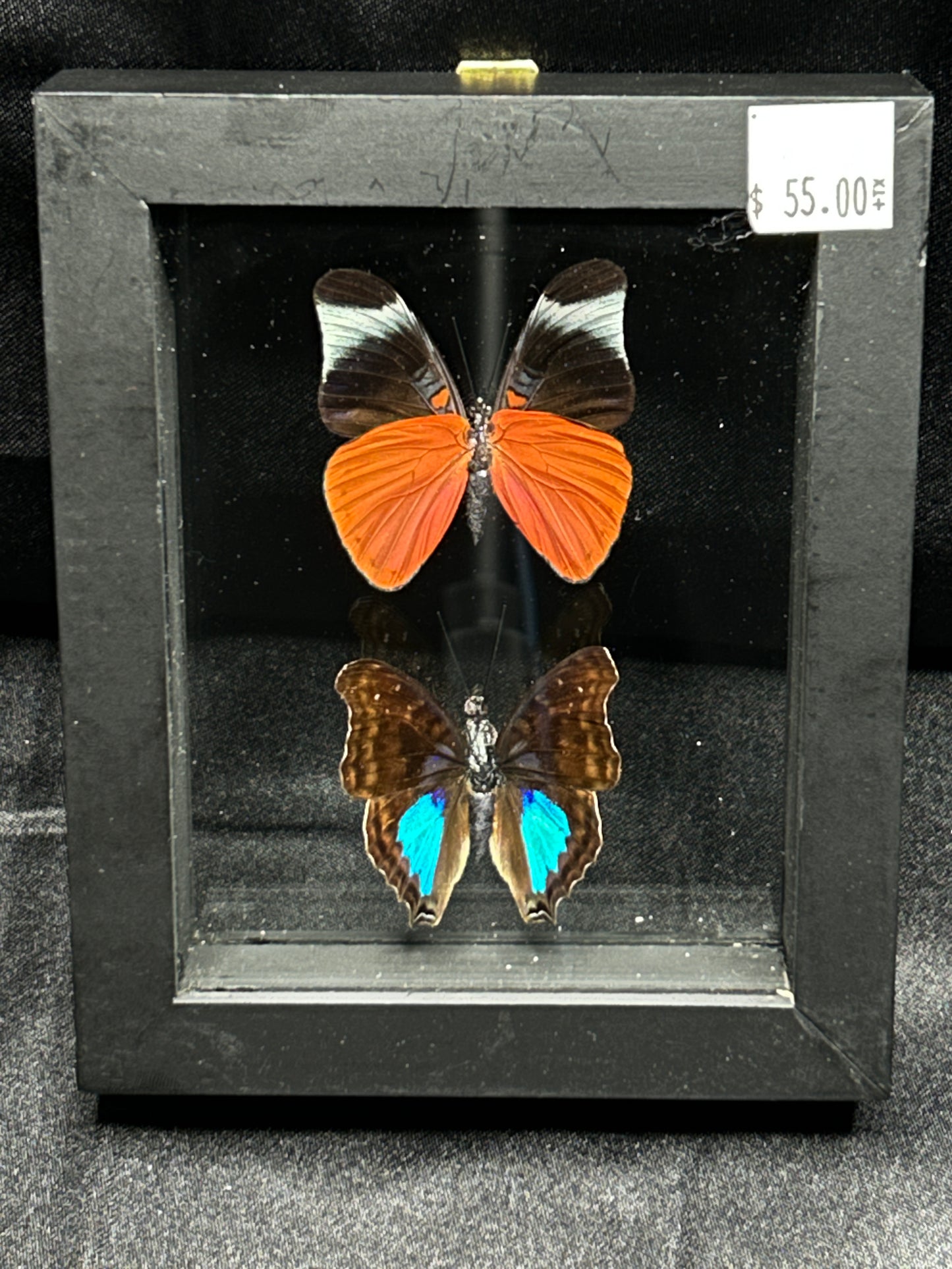 Assorted Butterflies (6in x 5in frame)