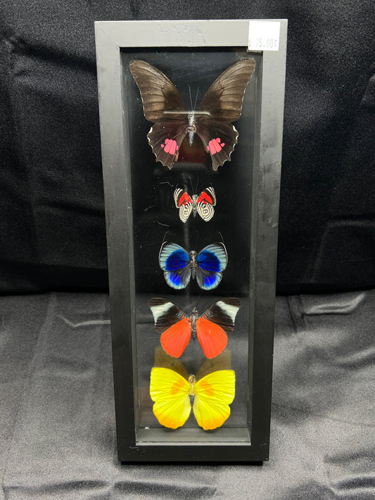 Assorted Butterflies (13in x 5in frame)