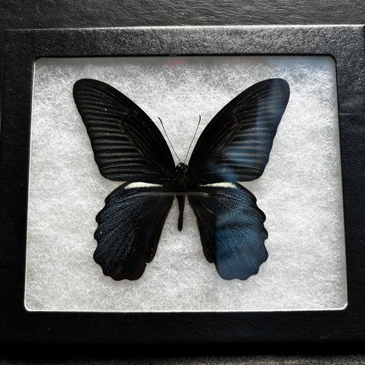 Great Mormon Butterfly