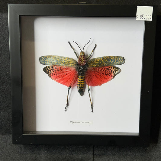 Rainbow Milkweed Locust (Phymateus saxosus)