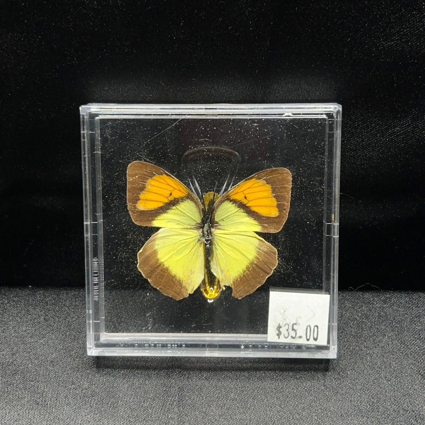 Yellow Orange Tip Butterfly