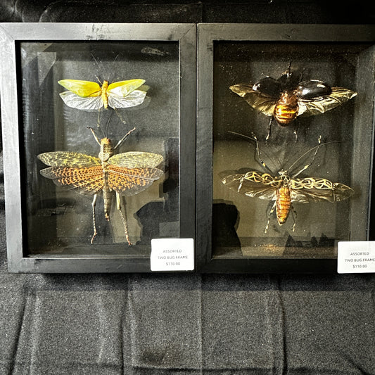 Assorted Two Bug Frame