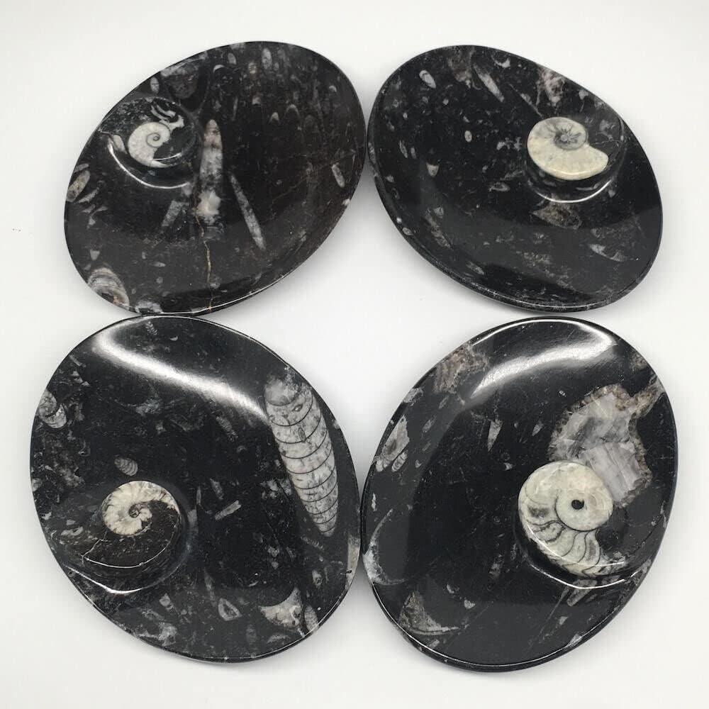 Orthoceras Oval Plate - 5"