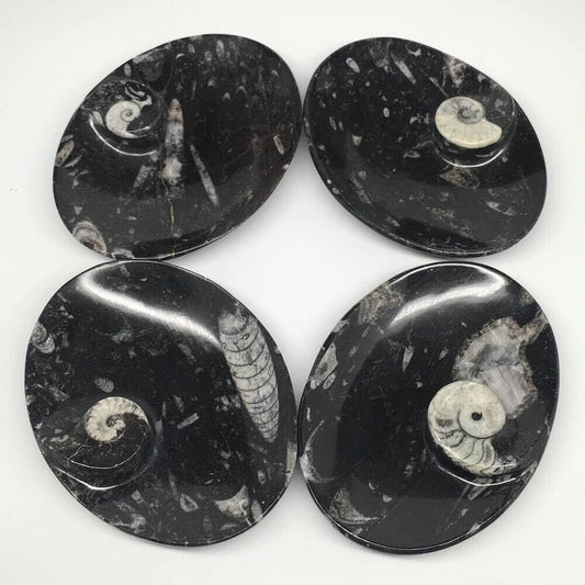 Orthoceras Oval Plate - 5"