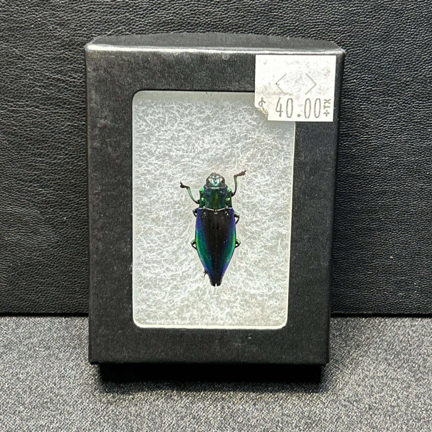 Blue Violet Jewel Beetle