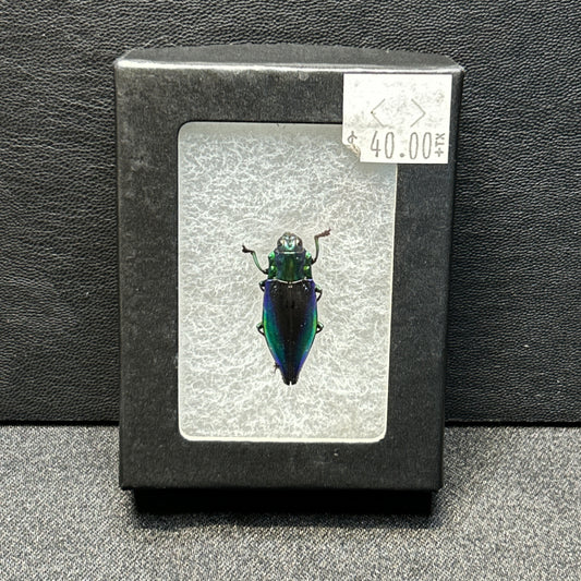 Blue Violet Jewel Beetle