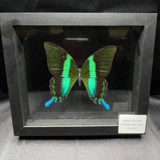 Papilio Blumei (Green Swallow) Butterfly